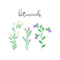 Botanicals, spring colorful flowers vector