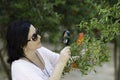 Botanist checking the growth of pomegranate flowers