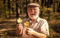 Botanist examine herbs. Old man collect leaves. Bearded grandfather in forest. Man enjoy autumn nature. Curiosity to Royalty Free Stock Photo