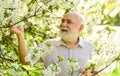 Botanist examine tree. Curiosity to botany. Explore world around. Pensioner in garden sunny day. Old man enjoy cherry