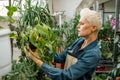 Botanist examining plants at grenhouse. She examining small seedlings.