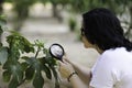 Botanist finding leaf galls on the figs tree Royalty Free Stock Photo