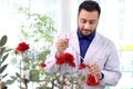 Botanist scientist holding flask and dropping red chemical extraction to red rose flower, biological researcher man does science