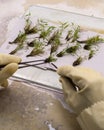 A botanist splices bamboo plants in a lab