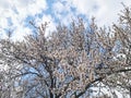BAustria, otany, flowering Almond Tree Royalty Free Stock Photo