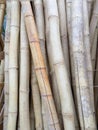 Bonaty-Bamboo trunks