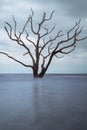 Botany Bay Beach Boneyard 2