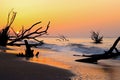 Botany Bay Boneyard Beach, Edisto Island Royalty Free Stock Photo