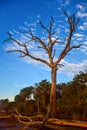 Botany Bay Oak Tree in Edisto Island