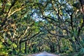 Botany Bay Plantation Spooky Dirt Road Marsh Oak Trees Tunnel wi