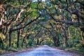 Botany Bay Plantation Spooky Dirt Road Marsh Oak Trees Tunnel wi Royalty Free Stock Photo