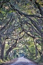 Botany Bay Plantation Spooky Dirt Road Marsh Oak Trees Tunnel wi