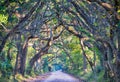 Botany Bay Plantation Spooky Dirt Road Marsh Oak Trees Tunnel wi Royalty Free Stock Photo