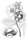 Botany, branch, bud, flower, leaves vintage illustration