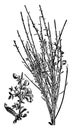 Botany, broom, common, plant, Cytisus, Scoparius, flower vintage illustration