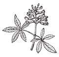Botany, Buckeye, leaf, arrangements, red, buckeye, stipules vintage illustration