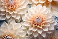 Flora closeup background dahlia floral flower macro plant blossom beauty delicate botany nature chrysanthemum