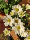 Chysanthemum white variety Royalty Free Stock Photo