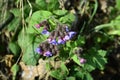 Botany, Flowering Common Lungwort