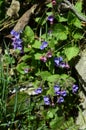 Botany, Common Lungwort Flower