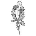 Botany, dandelion plant with root. Isolated object. Sketch scratch board imitation.