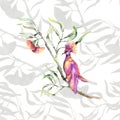 Botany eucaliptus with flowers and pink birds. Watercolor illustraion Royalty Free Stock Photo