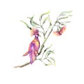 Botany eucaliptus with flowers and pink birds. Watercolor illustraion Royalty Free Stock Photo