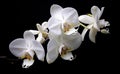 Botany flowers blooming blossom beauty orchid background tropical plant petal white nature Royalty Free Stock Photo