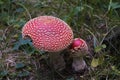 Botany, Fly Agaric Royalty Free Stock Photo