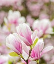 Botany and gardening. Branch of magnolia. Magnolia flowers. Magnolia flowers background close up. Floral backdrop Royalty Free Stock Photo