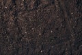 Botany humus compost mix top view Royalty Free Stock Photo