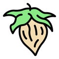 Botany jojoba nut icon color outline vector