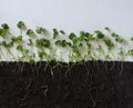 Botany.A layout about how earthworms live in the soil and help loosen the earth.Layout of coriander seasoning plants with roots in Royalty Free Stock Photo