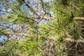 Botany: a lot of green branches  of pine trees in the pine forest in Sunny summer day`s close, amid the tall trees Royalty Free Stock Photo