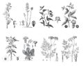 Botany plant and leafs collection. Vintage plants collection. floral plants. hand drawn plant illustration. floral and organic med