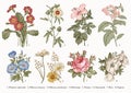 Botany Set flowers Drawing engraving Vector victorian Illustration Primrose Hibiscus Heliotrope Petunia Chamomile Rose, Dogrose