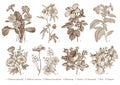 Botany Set flowers Drawing engraving Vector victorian Illustration Primrose Hibiscus Heliotrope Petunia Chamomile Rose, Dogrose