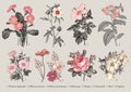 Botany Set flowers Drawing engraving Vector victorian Illustration Primrose Hibiscus Heliotrope Petunia Chamomile Rose, Dogrose