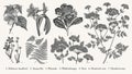 Botany Set tropical isolated flowers Amaryllis Waratah Hibiscus Wahlenbergia Fern Hemlock Vector Illustration Drawing engraving