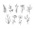 Botany. Set. Vintage flowers. Black and white illustration in the style of engravings Royalty Free Stock Photo