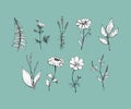 Botany. Set. Vintage flowers. Black and white illustration in the style of engravings Royalty Free Stock Photo