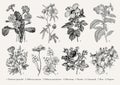 Botany Set flowers Drawing engraving Vector victorian Illustration Primrose Hibiscus Heliotrope Petunia Chamomile Rose, Dogrose Royalty Free Stock Photo