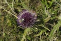 Botany, Insect on Thistle Royalty Free Stock Photo