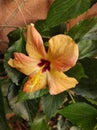 Botany- Variety of Hibiscus yellow