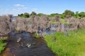 Boteti river,Botswana,Africa Royalty Free Stock Photo