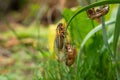 Adult 17-year cicada Magicicada sp. resting after emergence from nymphal case Royalty Free Stock Photo