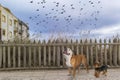 A Bulldog and a Yorkie walk along a rustic picket fence when a flock of birds flies over them Royalty Free Stock Photo