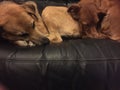 Molly and Freki, two rescue dogs, sleep on the couch. Royalty Free Stock Photo