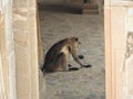 Both are in the famous stepwell Chand Baori well in the village of Abhaneri, Rajasthan, India Royalty Free Stock Photo