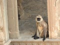 Both are in the famous stepwell Chand Baori well in the village of Abhaneri, Rajasthan, India Royalty Free Stock Photo